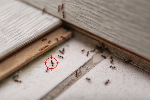 Best Pest Control for Homes  in Pleasant Hills, MD