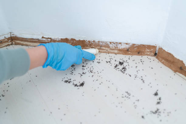 Best Pest Control Near Me  in Pleasant Hills, MD
